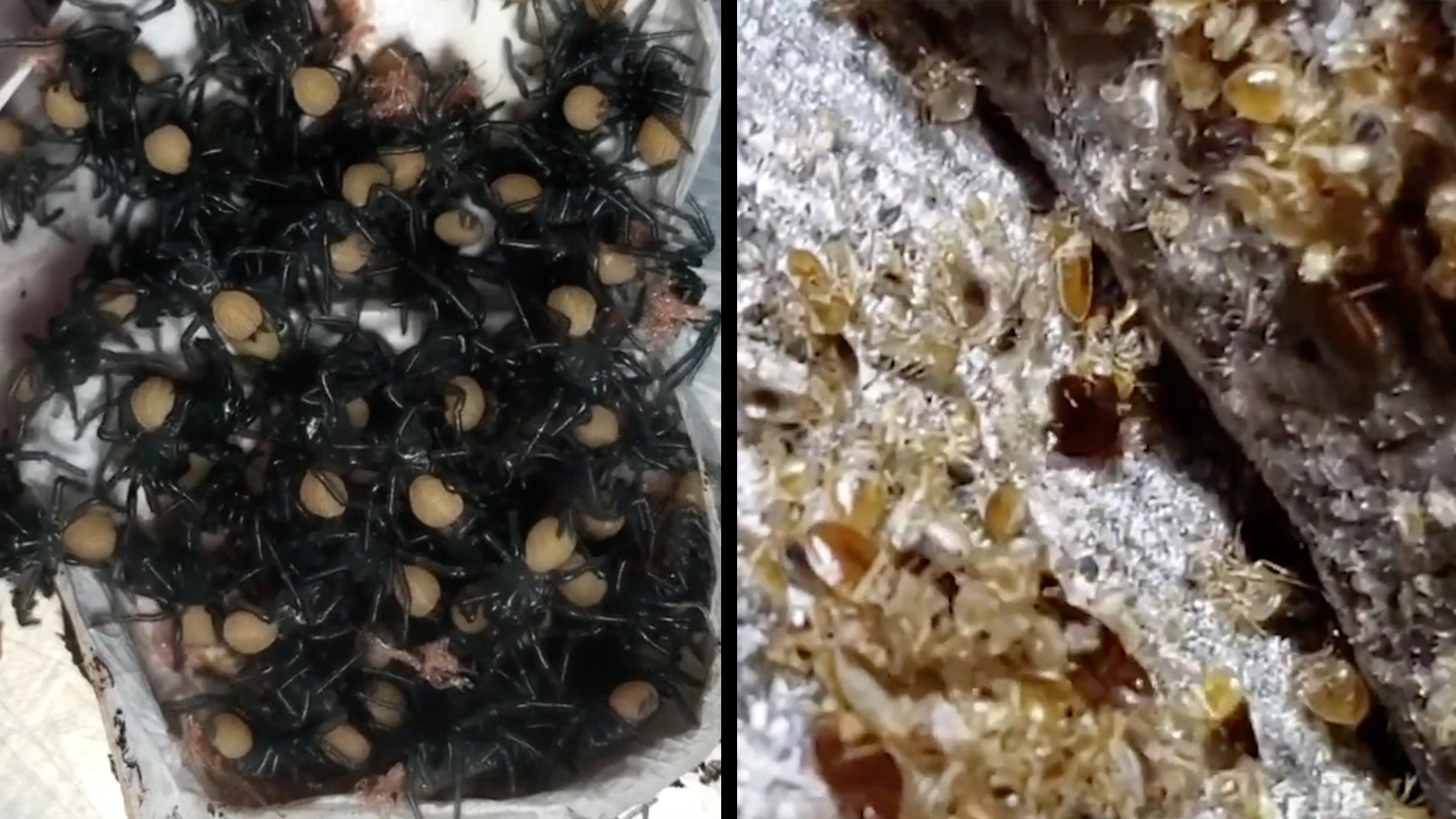 These Spiders And Bugs Are Making Our Skin Crawl RTM RightThisMinute