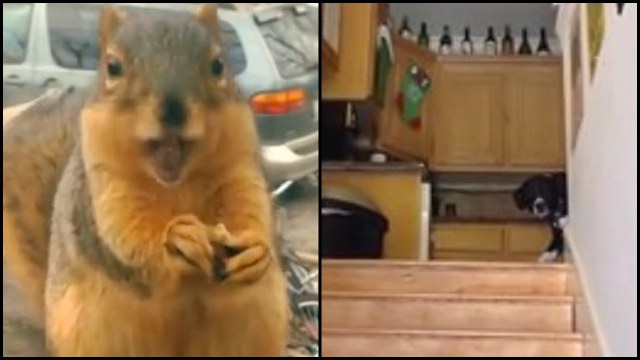 Fast Talking Squirrel and Shy, Scared Dog | RTM - RightThisMinute