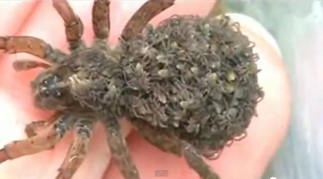 Wolf Spider Babies | RTM - RightThisMinute