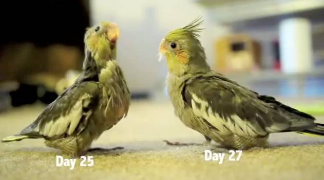 pregnant cockatiel