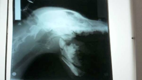 graphic firework explodes in dog 39 s mouth rtm action log