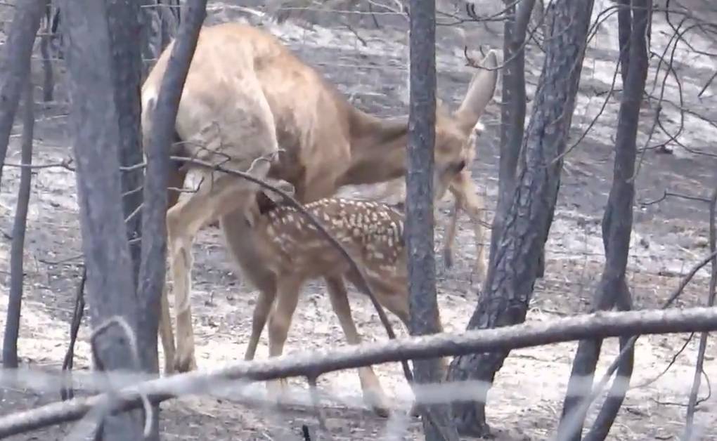 Orphan Fawn Rescued After a Massive Forest Fire | RTM - RightThisMinute