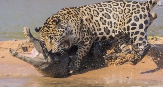 The Food Chain Rules Jaguar Viciously Attacks Crocodile