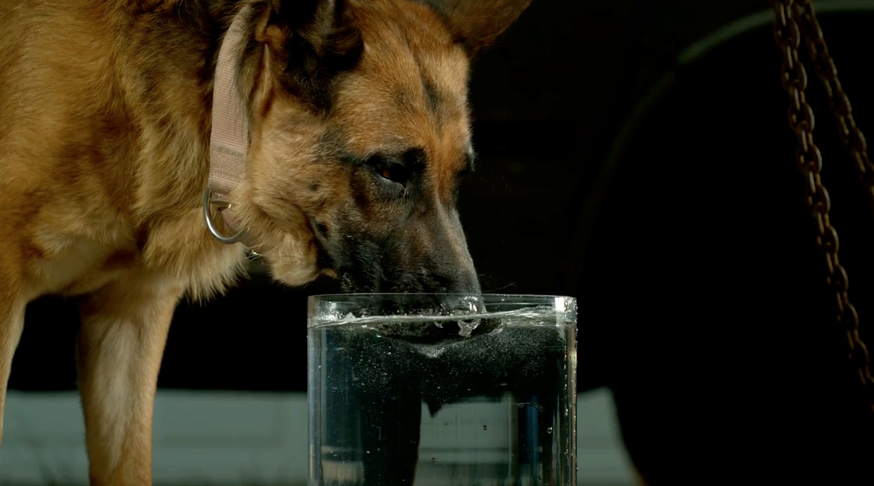 A dog is captured drinking water in a fascinating slow motion video RTM RightThisMinute