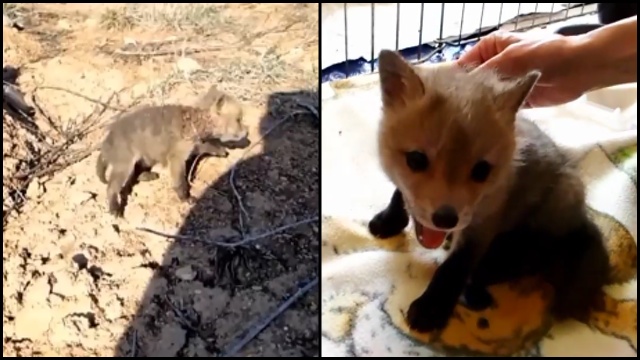 Saving the Life of an Orphaned Baby Fox | RTM - RightThisMinute