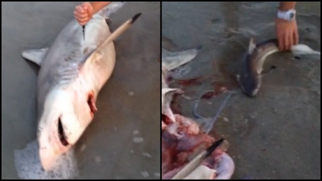 GRAPHIC: Emergency Sea-Section: 3 Baby Sharks Saved