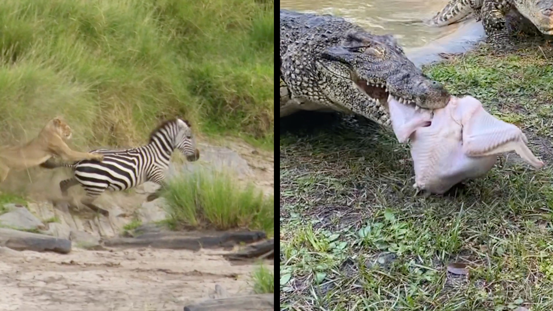 These Hungry Animals Are Looking For A Meal RTM RightThisMinute