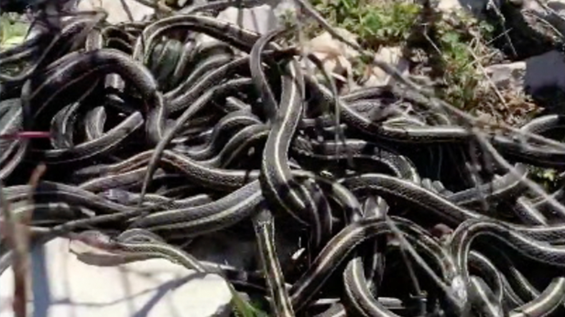 Slithering Snakes Looking For Mates | RTM - RightThisMinute