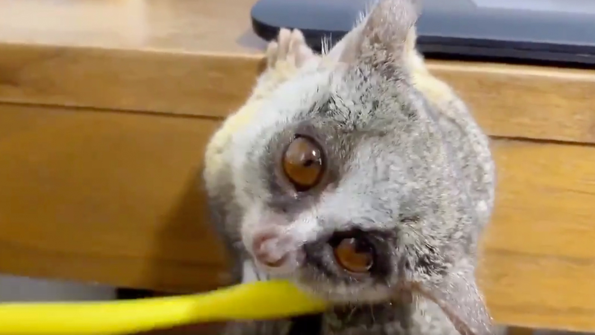jellycat bush baby