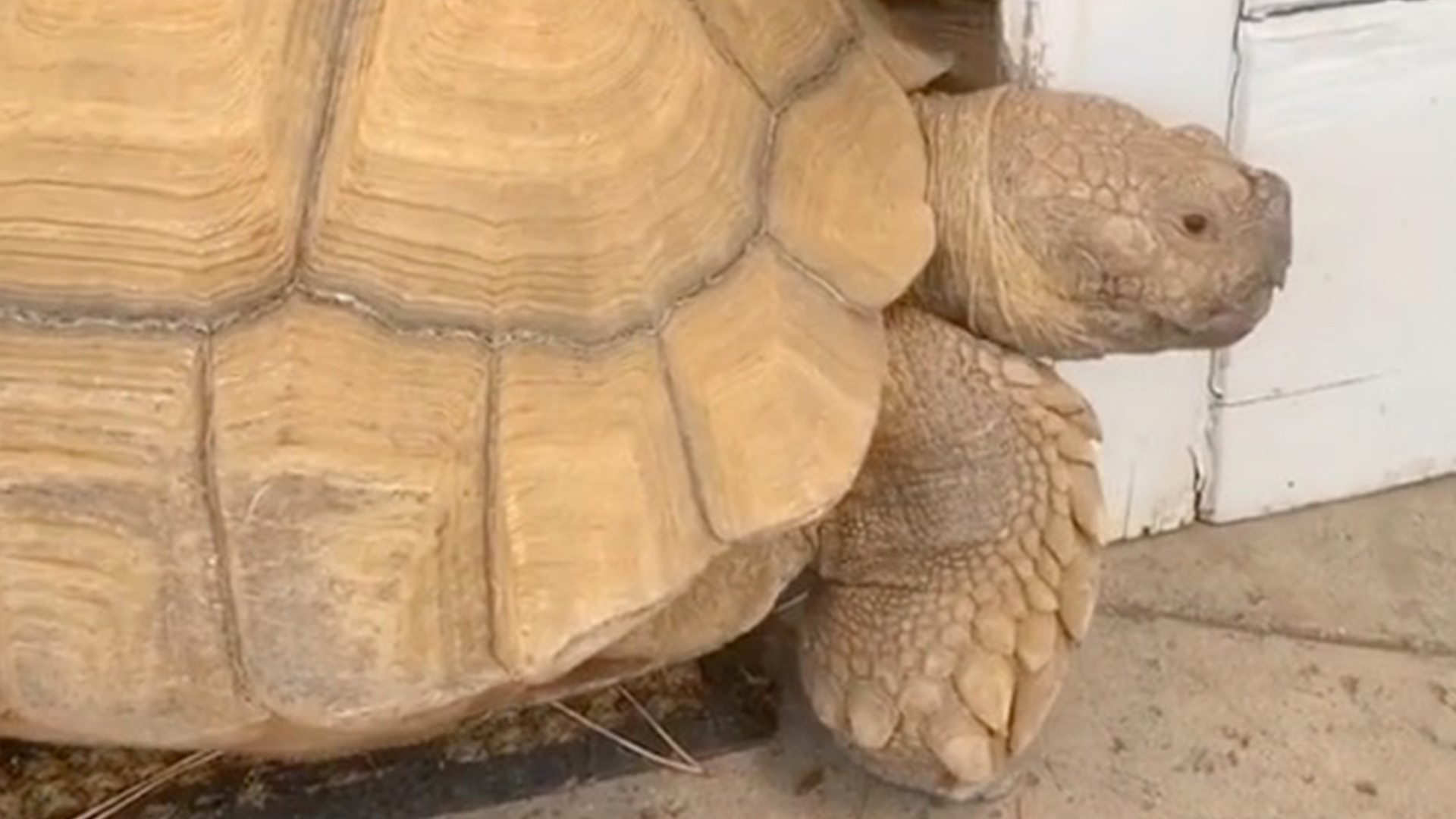 Clever Tortoise Opens Door To Get Inside RTM RightThisMinute