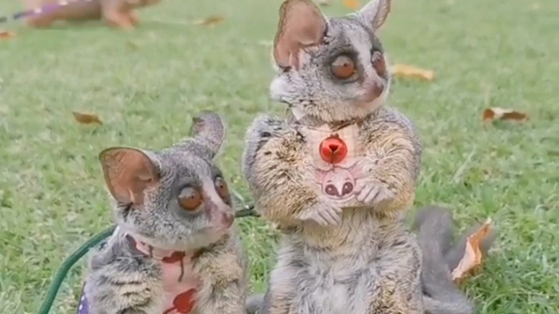 Bush Babies Jumping For Joy RTM RightThisMinute