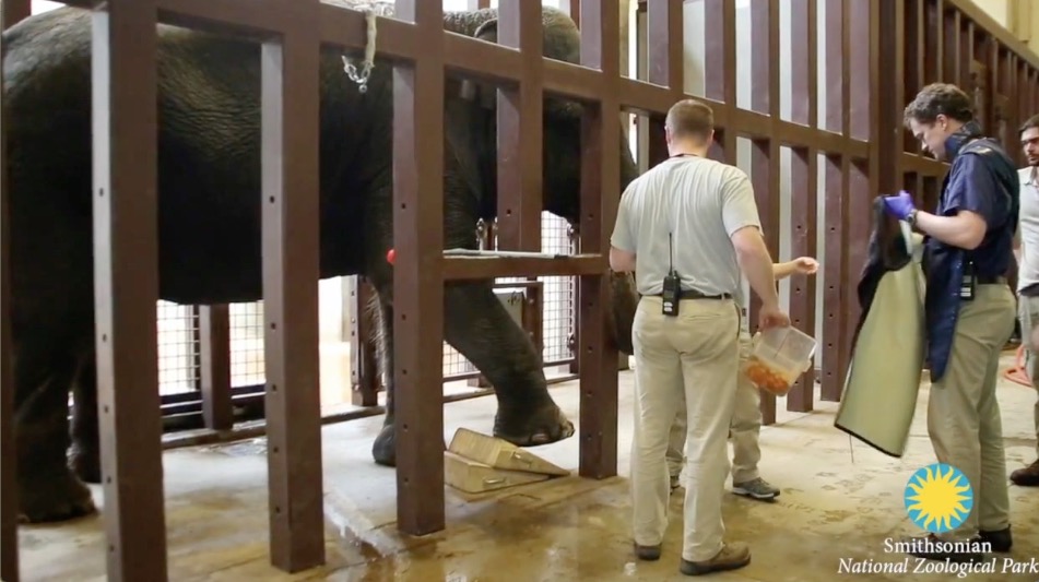 veterinarians x ray elephant 39 s foot to evaluate arthritis example of a minute