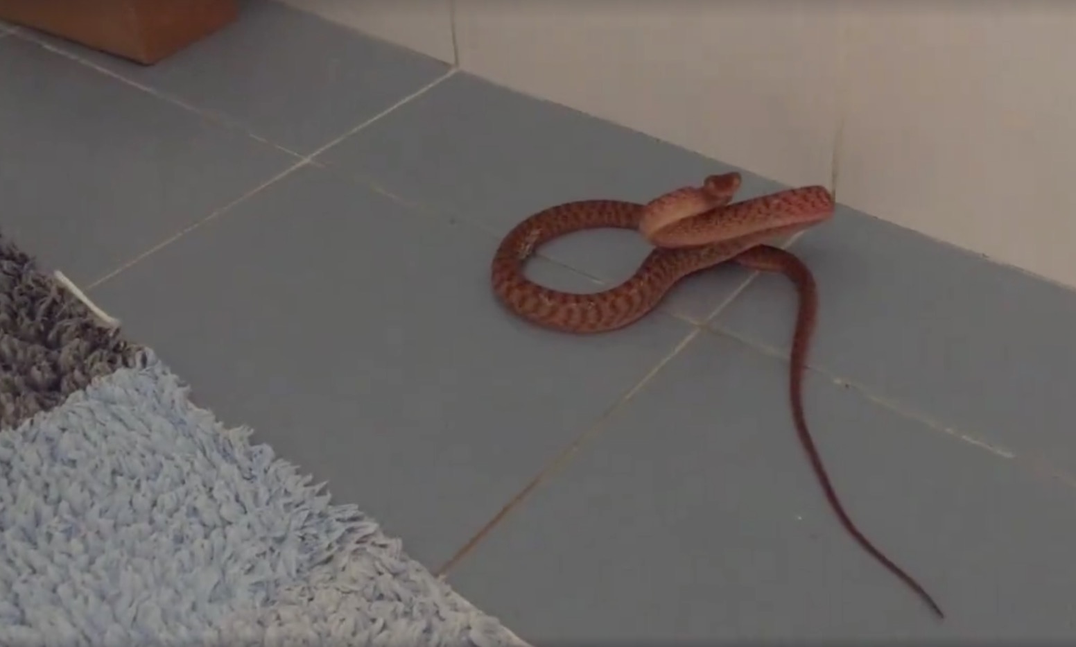 Tired of These Snakes in These Bathrooms RTM RightThisMinute