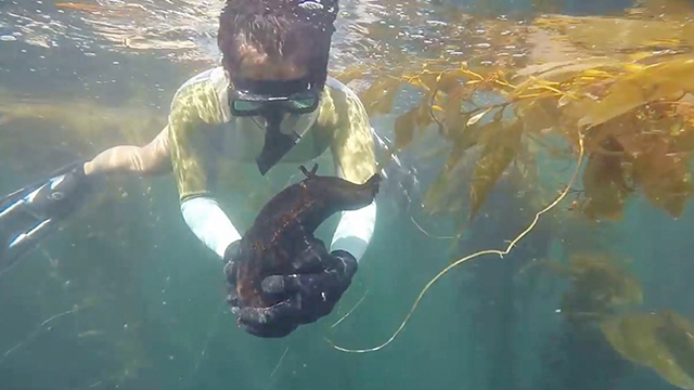 Surprised Snorkelers Find Giant Sea Slug | RTM 