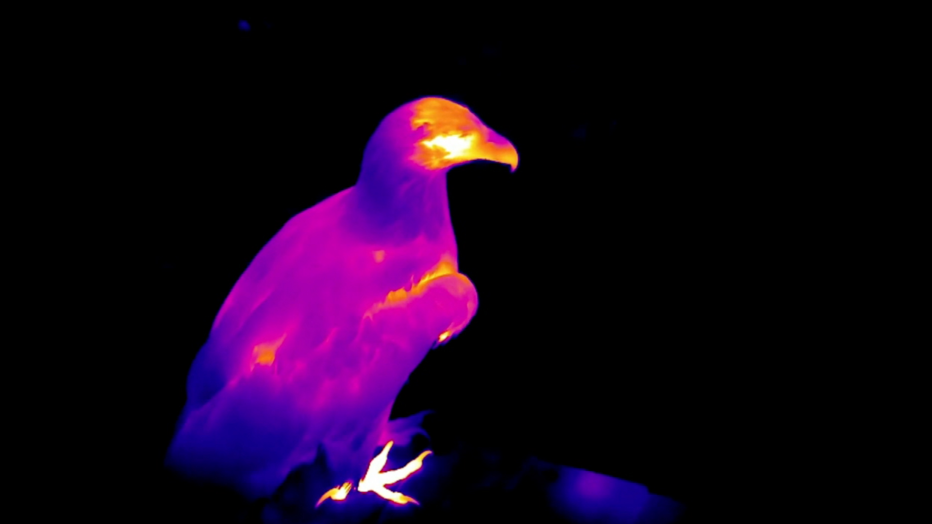 Spotting Bald Eagles With Fascinating Thermal Camera RTM