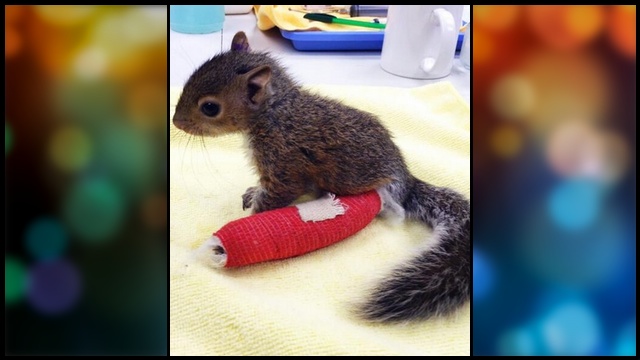 Baby Squirrel on the Mend After 75Foot Fall RTM