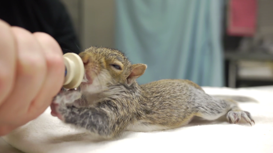 Warning! Cuteness Has Reached Critical Level With This Milk Loving