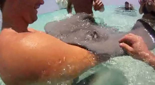 How Do Stingrays Get Their Food How Do Stingrays Get Their Food