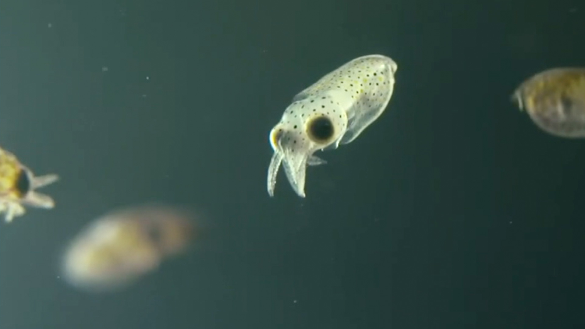 Guess What? Baby Squid Are Kinda Cute! | RTM - RightThisMinute