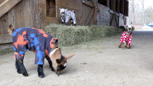 baby goat onesie