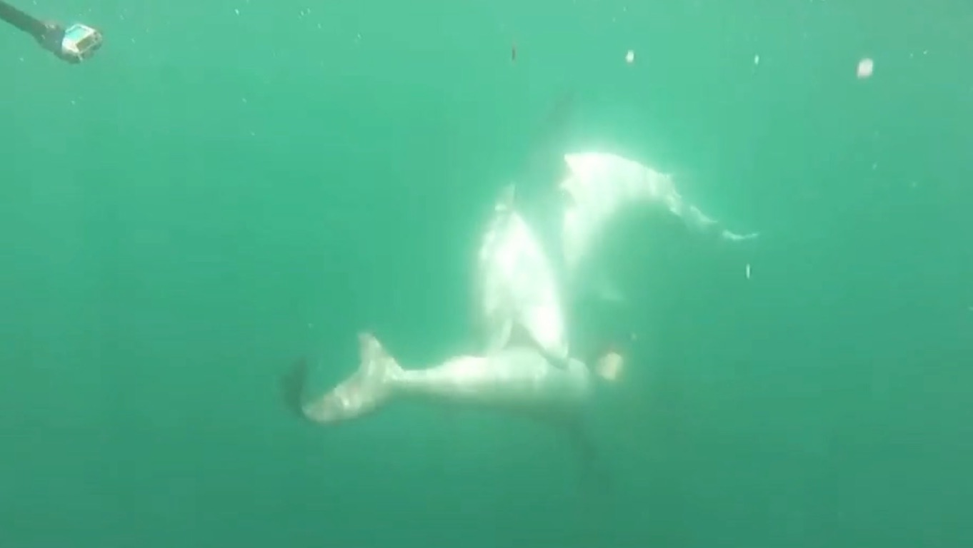 'Hangry' Tiger Shark Wrestles Hammerhead In Epic Battle Of ...