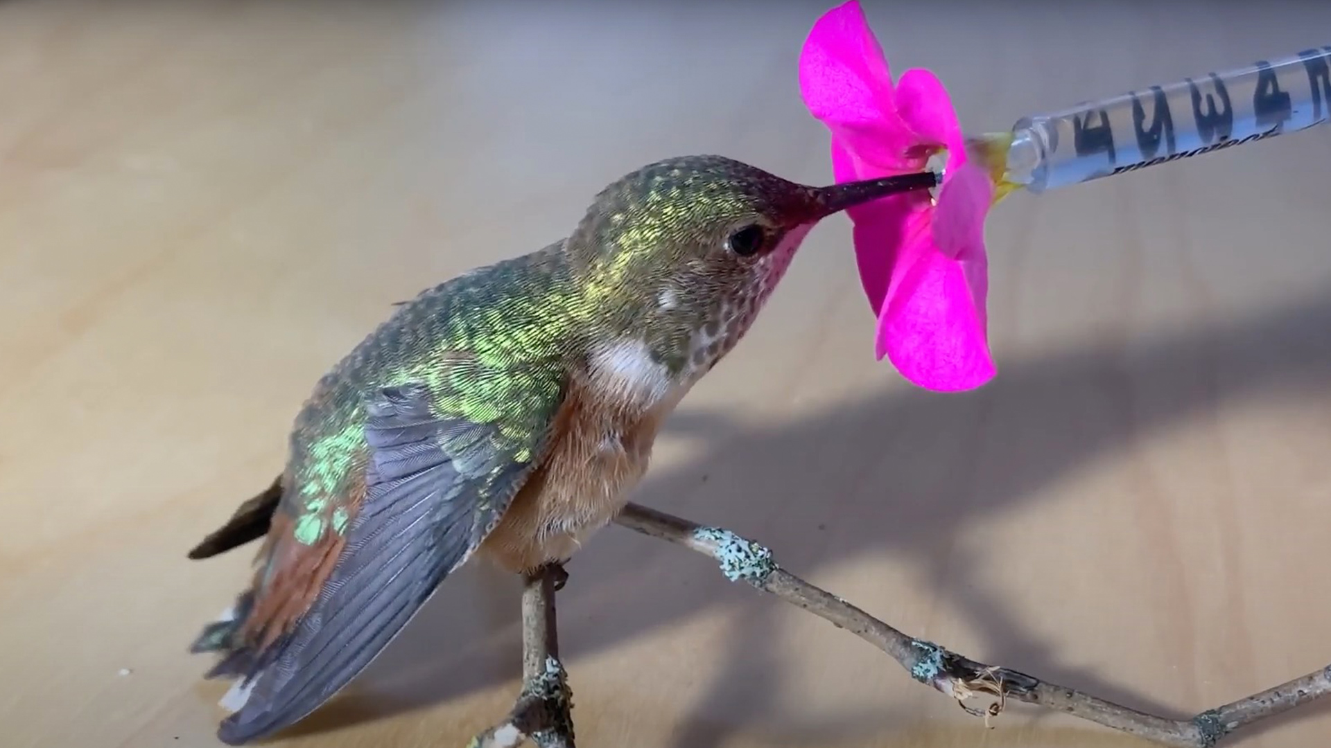 MotherDaughter Duo 'Wing It' While Rescuing Injured Hummingbird RTM