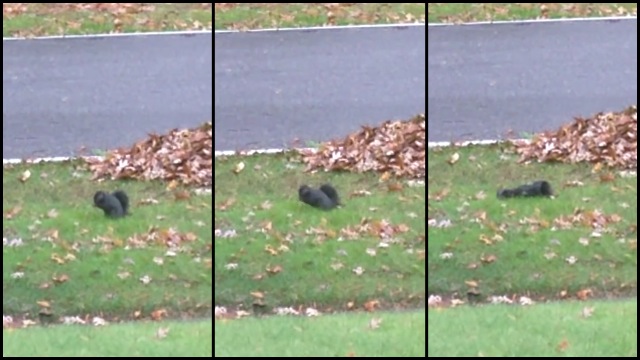 Goin� Down&hellip; Squirrel Just Keeps Falling Over RTM
