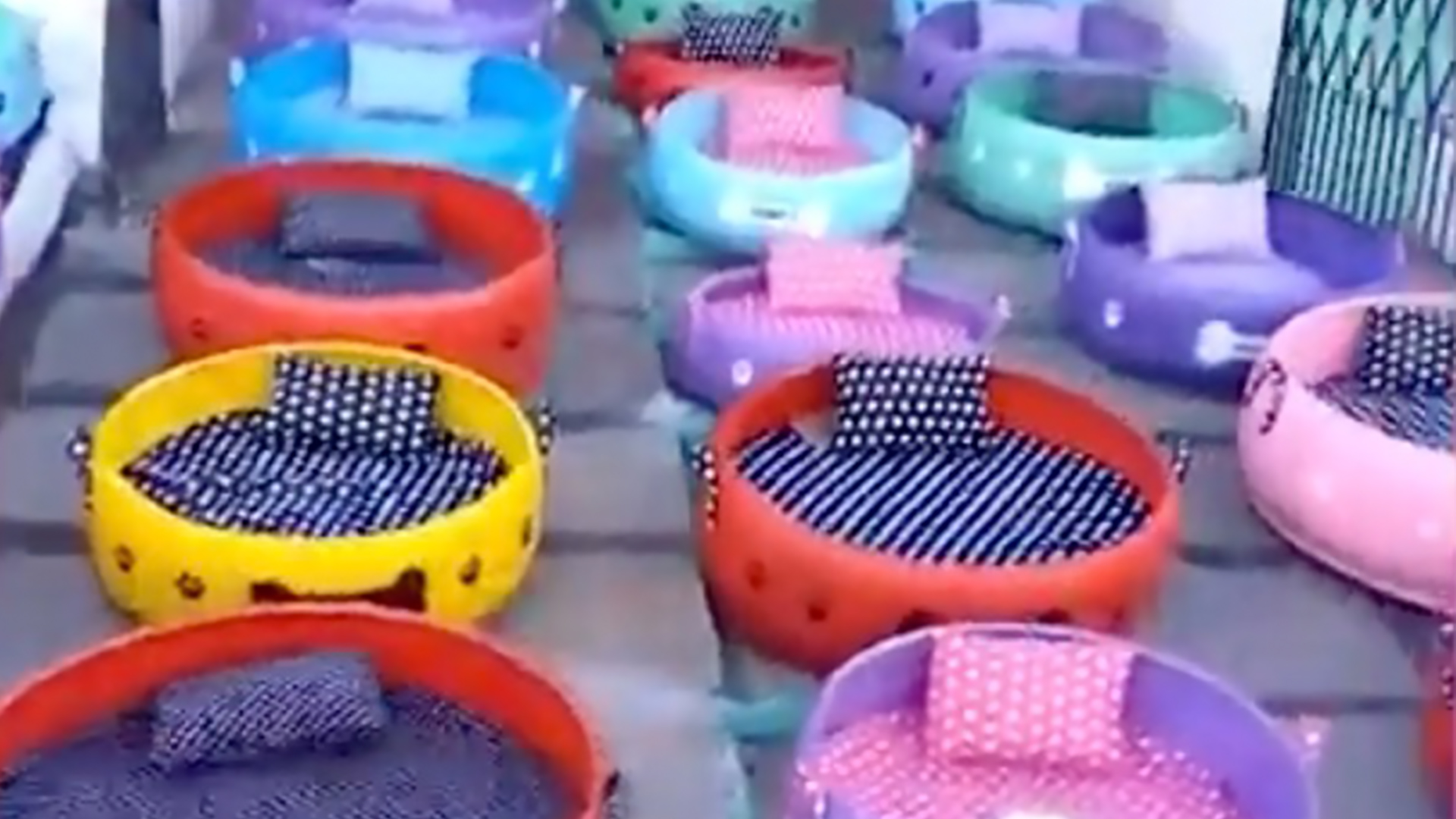 You Won't 'Tire' Of Amazing Pet Beds RTM RightThisMinute