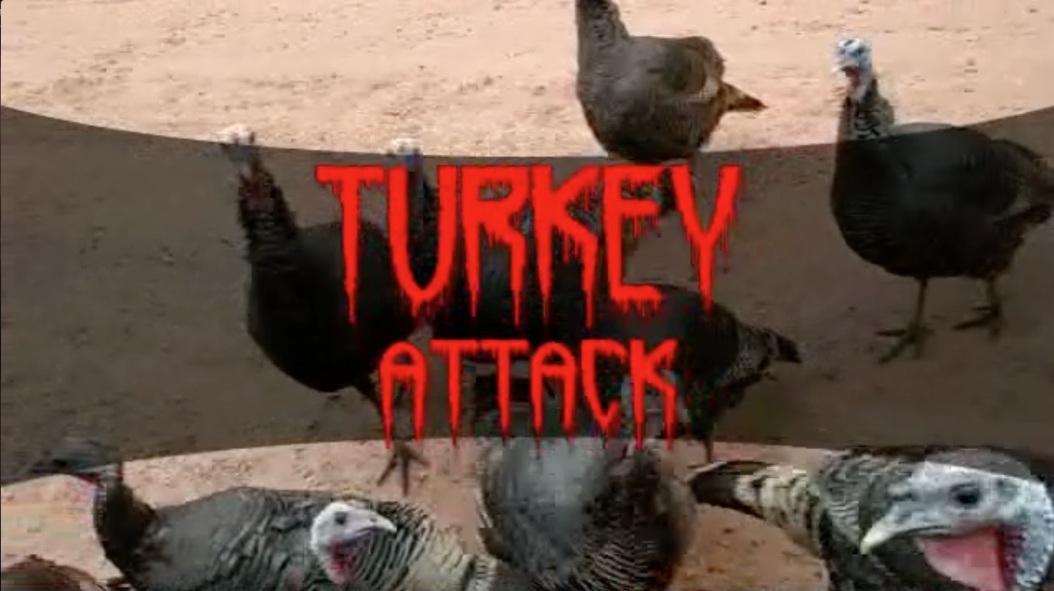 When Turkeys Attack RTM RightThisMinute