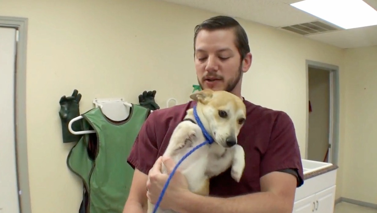 vet ranch video vet ranch video