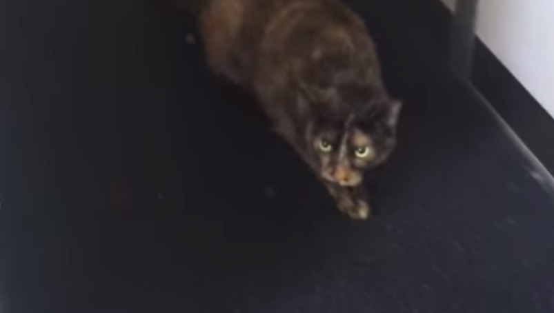 l battle sync RTM Way Cats a Plane: on Snakes Better Than l battle sync RTM Way Cats a Plane: on Snakes Better Than