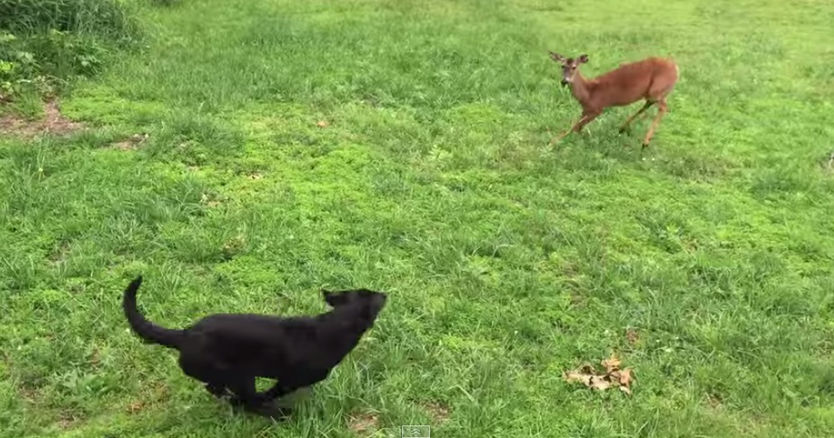 Image result for images dog chase deer