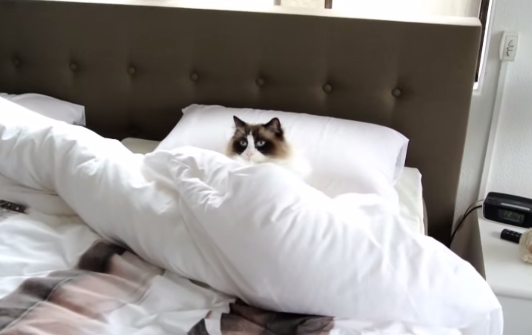 Encouraging Stereotypes Lazy Cat Stays in Bed All Day RTM