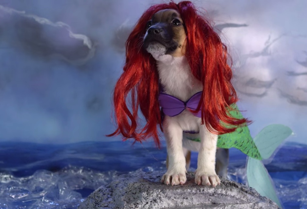 Adorable Puppies Dressed as Disney Characters RTM RightThisMinute