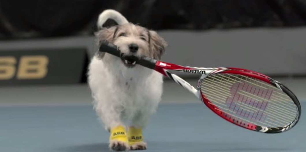 The Most Adorable 4Legged Tennis Ball Boys RTM RightThisMinute