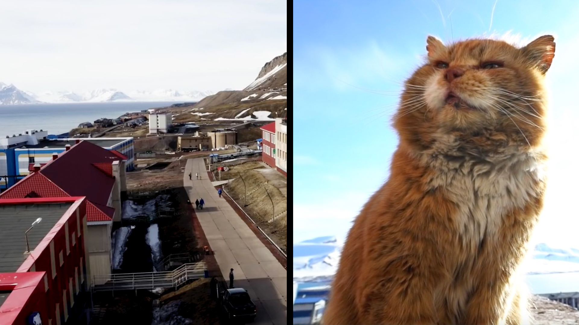 Traveling To Norway To Visit A Very Special Cat RTM RightThisMinute