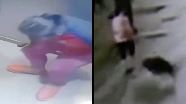 Elevator Suddenly Falls Seven Stories Dog Breaks Woman S Leg