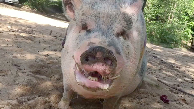 ziggy the piggy refuses